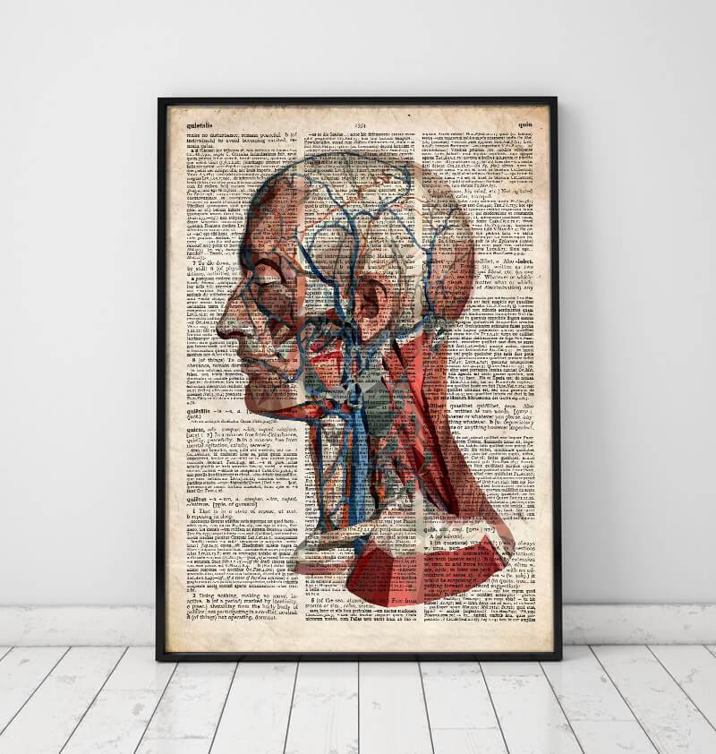 Geometric head anatomy - Old dictionary page – Codex Anatomicus