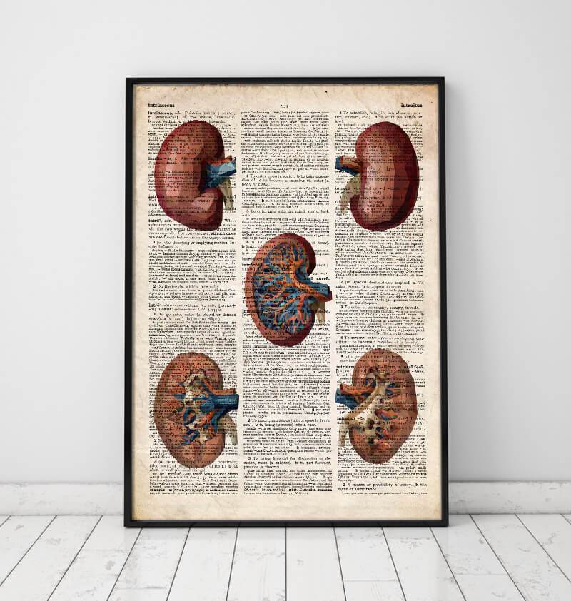 Geometric kidney anatomy poster