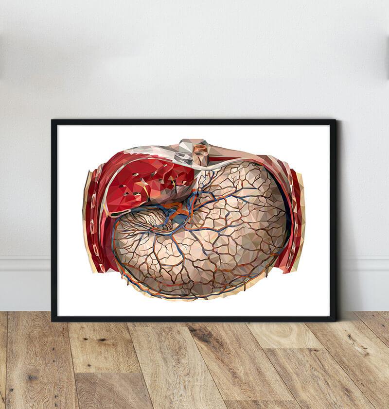 Geometric stomach anatomy art print by codex anatomicus