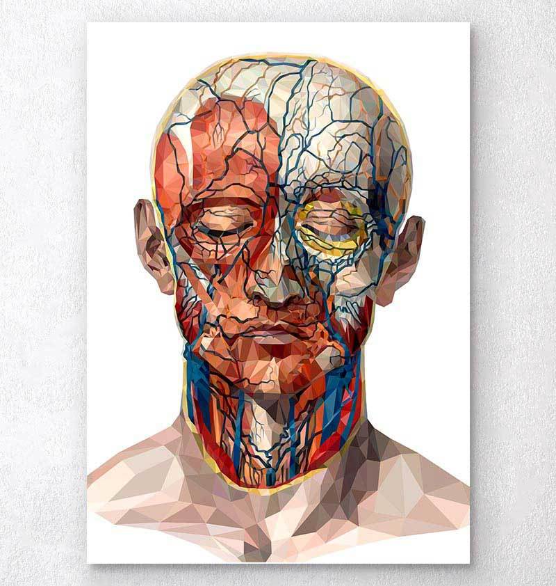 Face muscles anatomy
