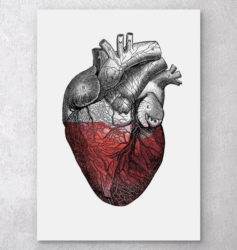 Anatomy art poster