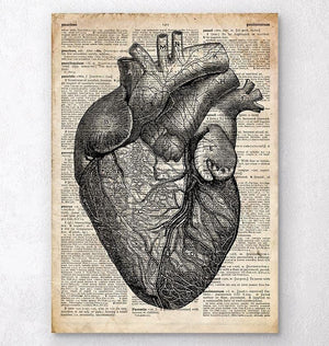 Heart anatomy medical art print