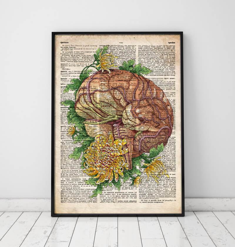 Brain anatomy vintage
