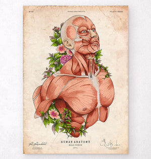 Male body anatomy art