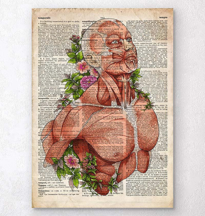 Male body anatomy art - Old dictionary page