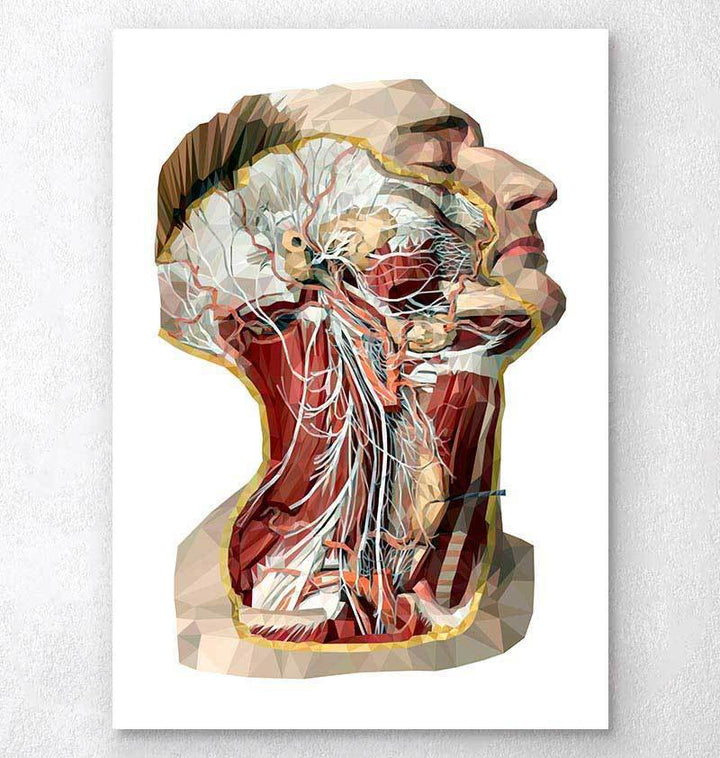 Geometric head, neck and face anatomy art