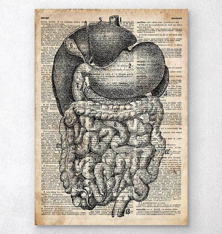 Digestive system dictionary art