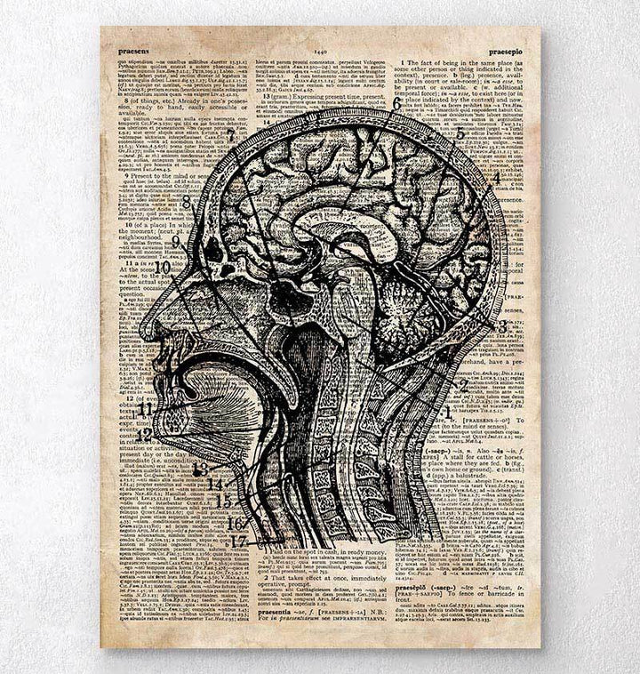 Brain anatomy art on old dictionary page