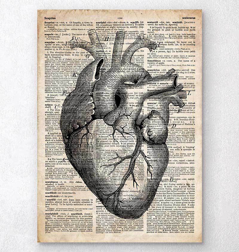 Heart anatomy poster