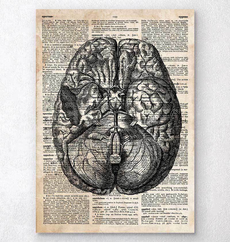 Brain anatomy dictionary art