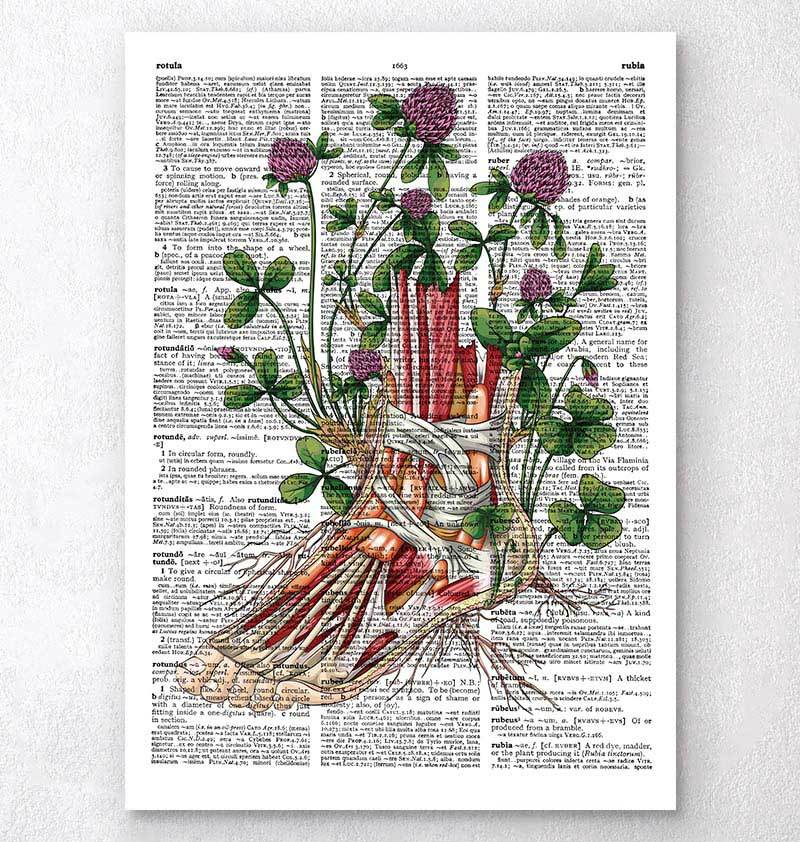 Floral foot anatomy - Dictionary page – Codex Anatomicus