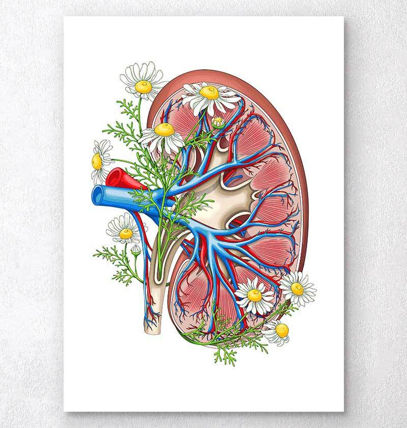 Medicine - Anatomy - Urinary System - Kidney. Drawing, Stock Photo, Picture  And Rights Managed Image. Pic. DAE-15001961 | agefotostock