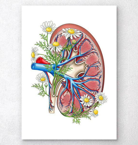 Kidney Section Artery And Vein Anatomy Human Vector Illustration Drawing  Design Royalty Free SVG, Cliparts, Vectors, and Stock Illustration. Image  95143514.