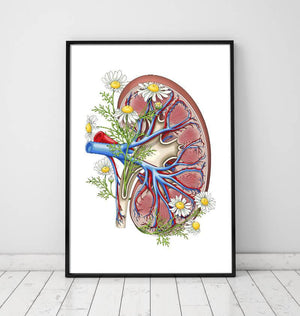 Kidney anatomy poster with flowers in a frame