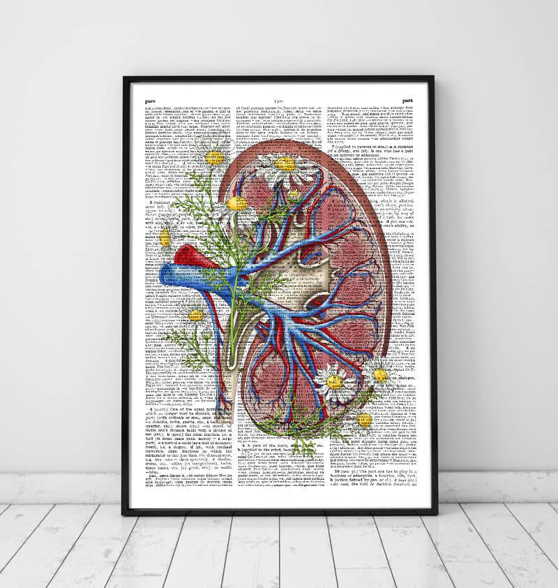 Floral kidney anatomy poster - Codex Anatomicu