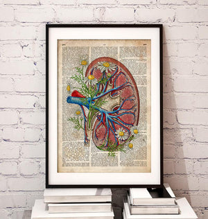 Kidney anatomy art poster in a frame, a medical gift by Codex Anatomicus