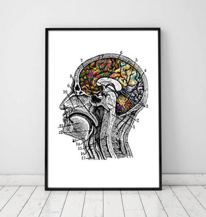 Brain anatomy art poster in color