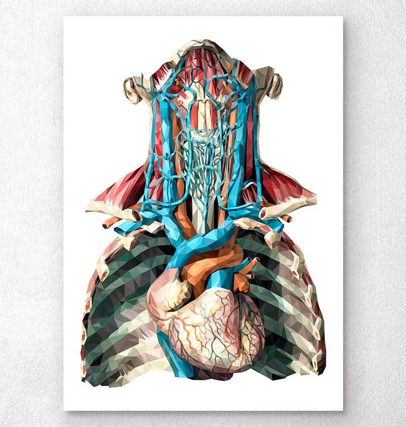 Arteries anatomy
