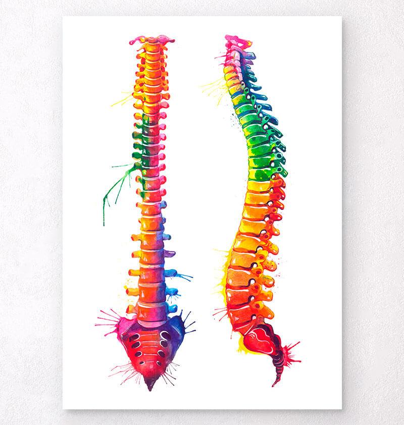 Human Spine Drawing Human Spine Anatomy Vector Illustration Stock
