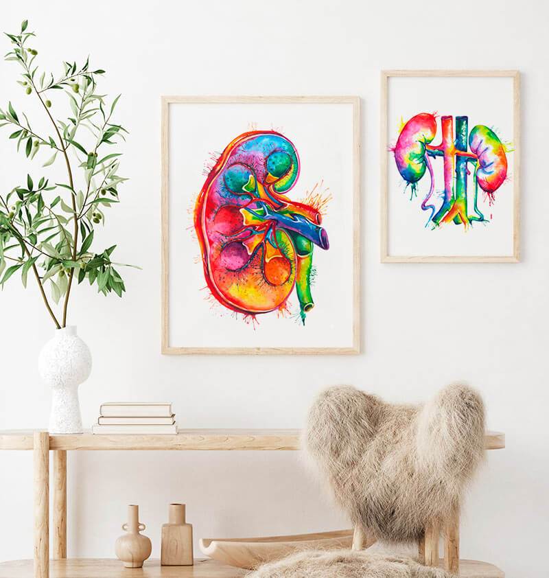 Right Kidney Anatomy Art - Codex Anatomicus