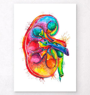 Right kidney anatomy