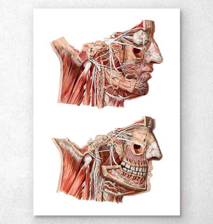 Anatomical art