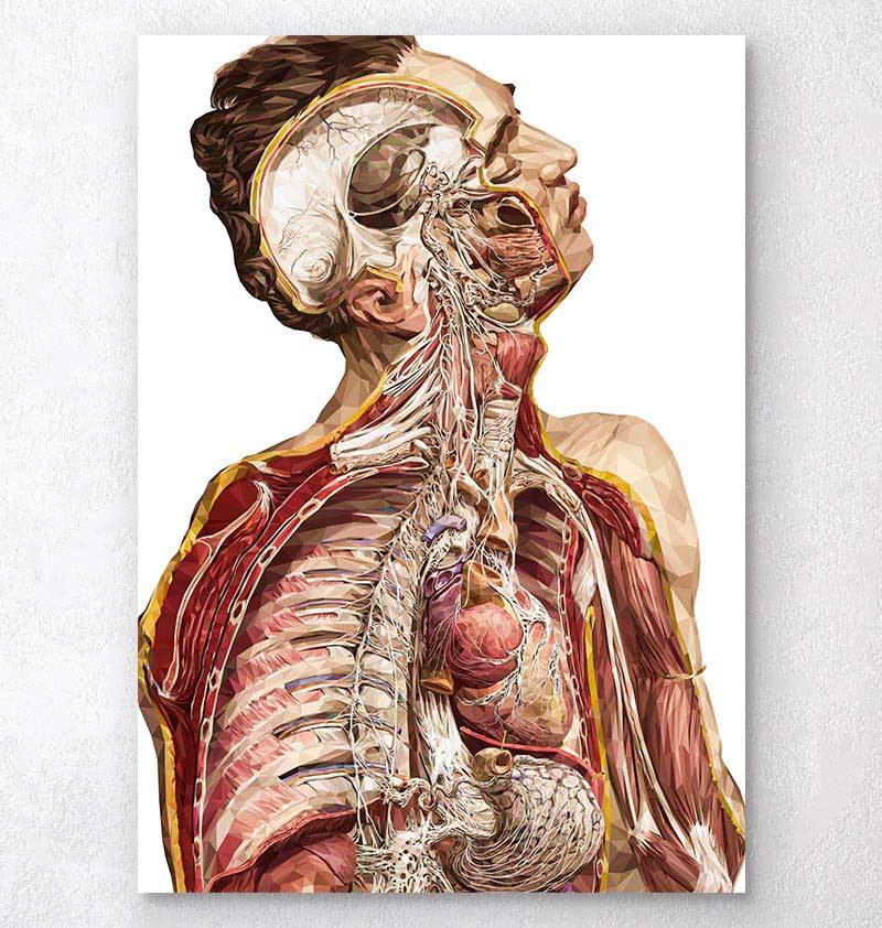 Human anatomy dictionary art print – Codex Anatomicus