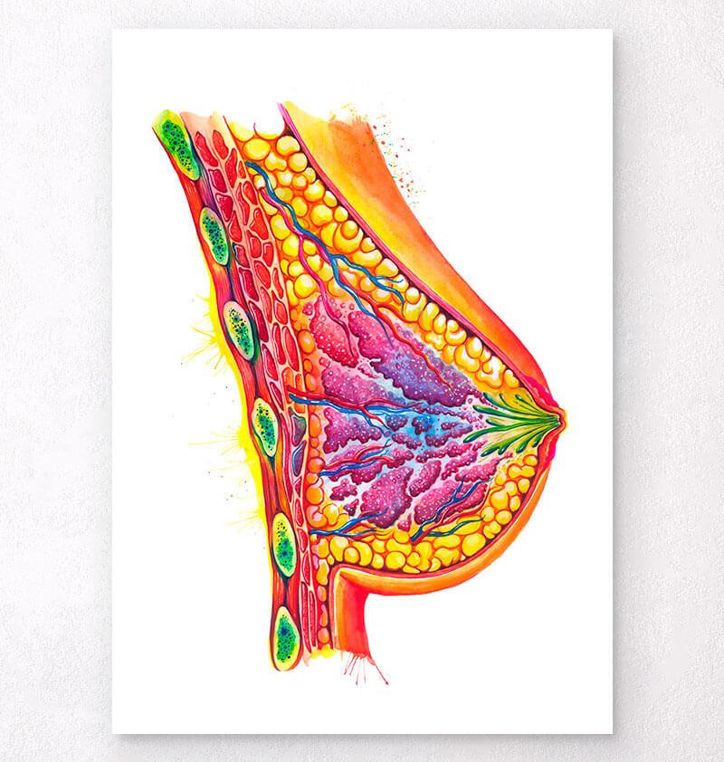 Breast anatomy art - Watercolor splash