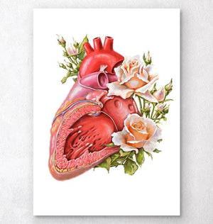 Watercolor heart anatomy art print - Codex Anatomicus