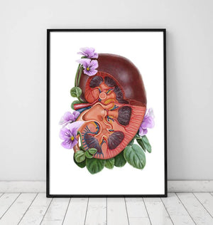 Floral watercolor kidney anatomy art print