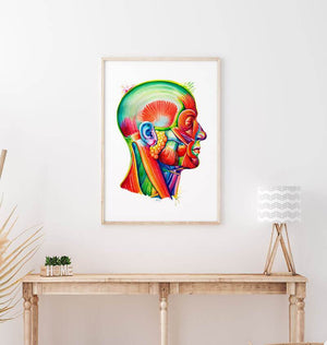 Head anatomy poster in watercolor by codex anatomicus