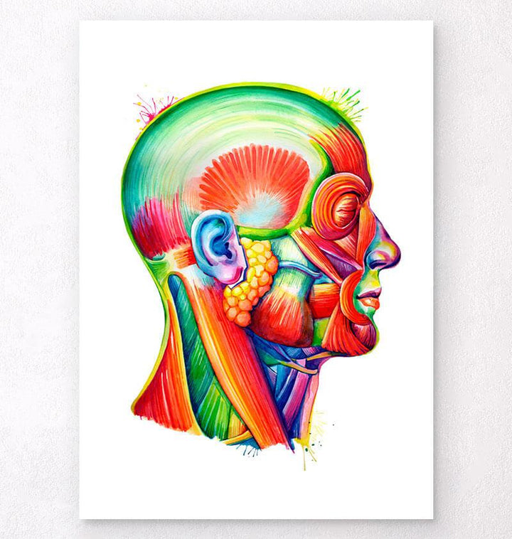 Head anatomy art
