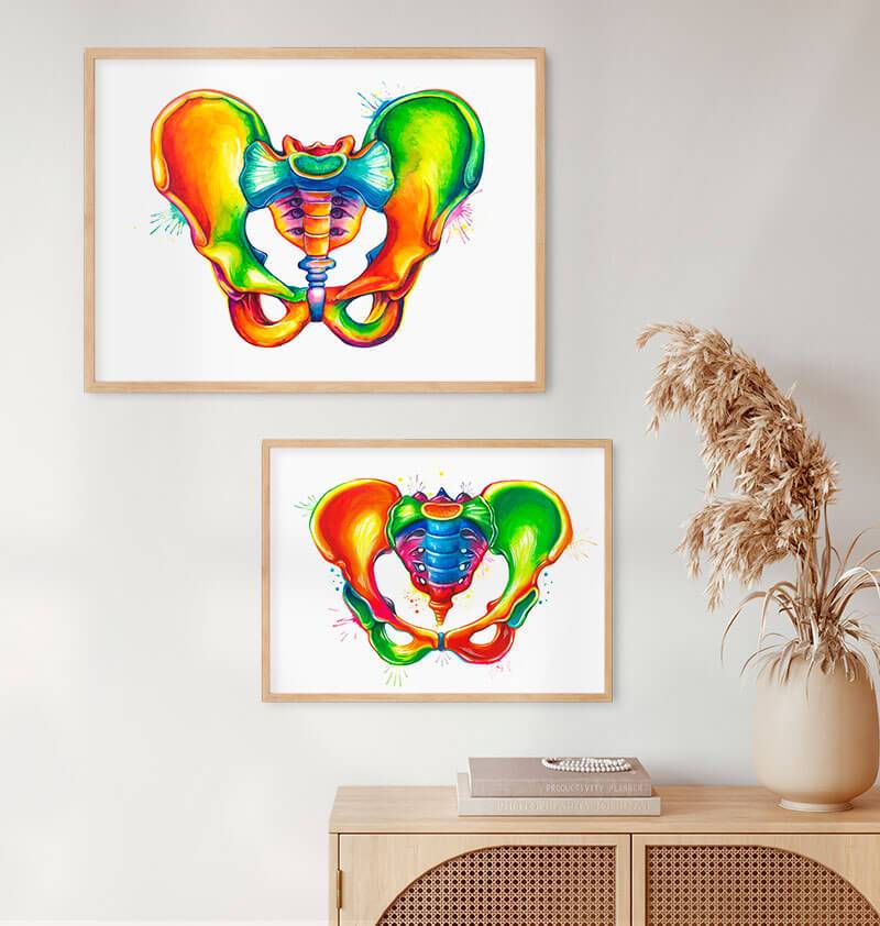 Pelvis anatomy watercolor - Codex Anatomicus