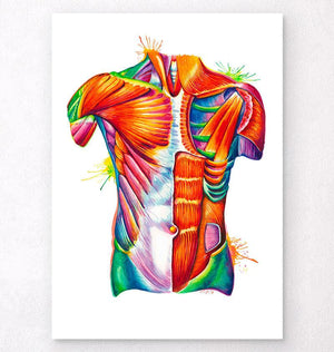 anatomy wallpapers hd