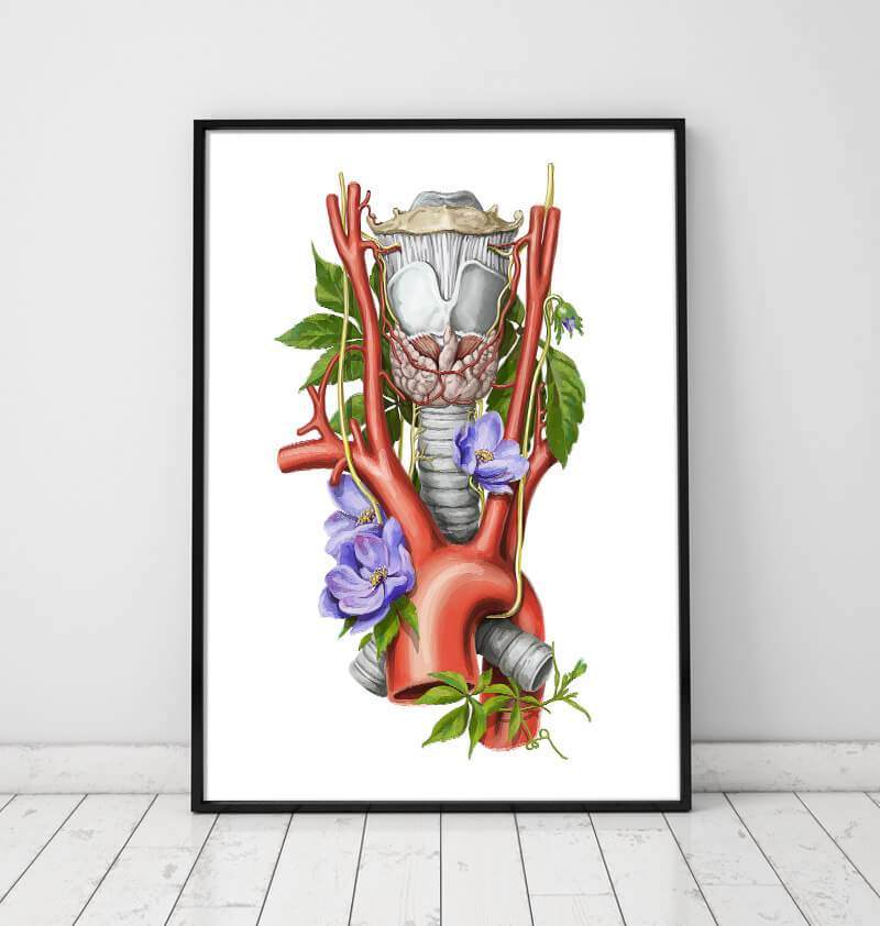 Larynx, Thyroid and Aorta Art Print