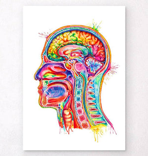 Head section anatomy art - Watercolor splash