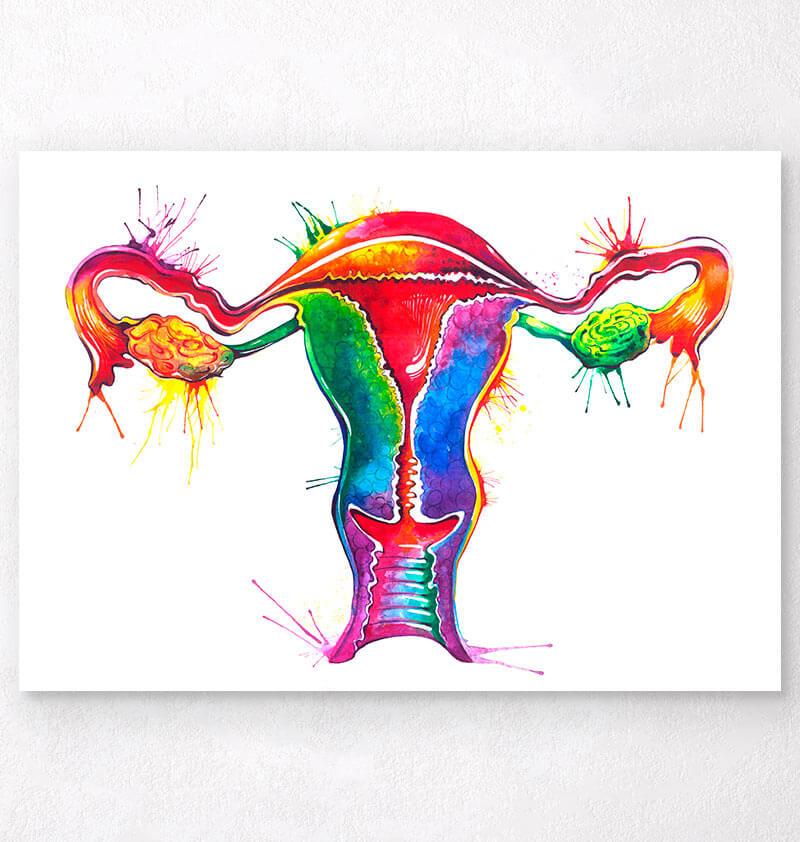 Uterus anatomy poster