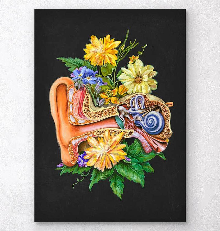 Ear anatomy art
