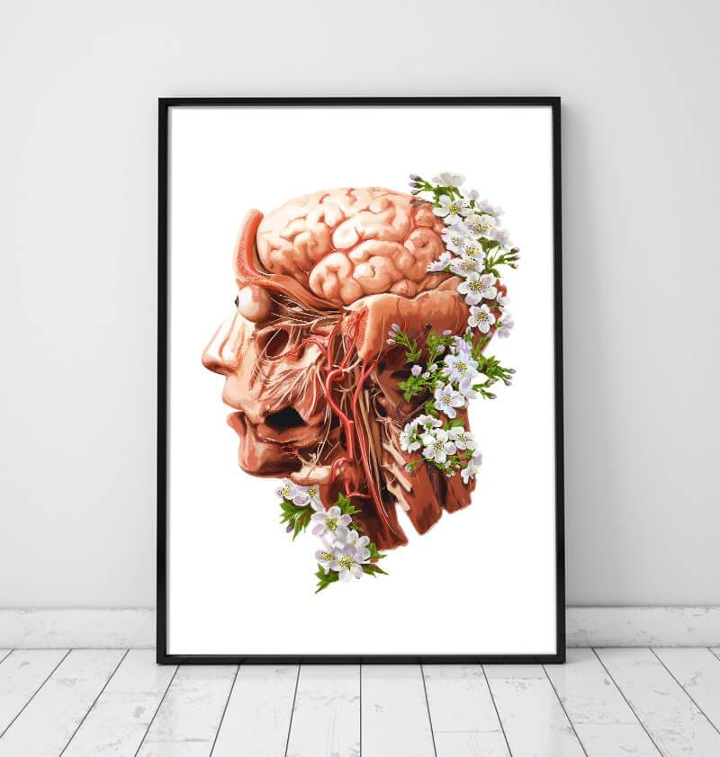 Head, Brain and Arteries anatomy poster