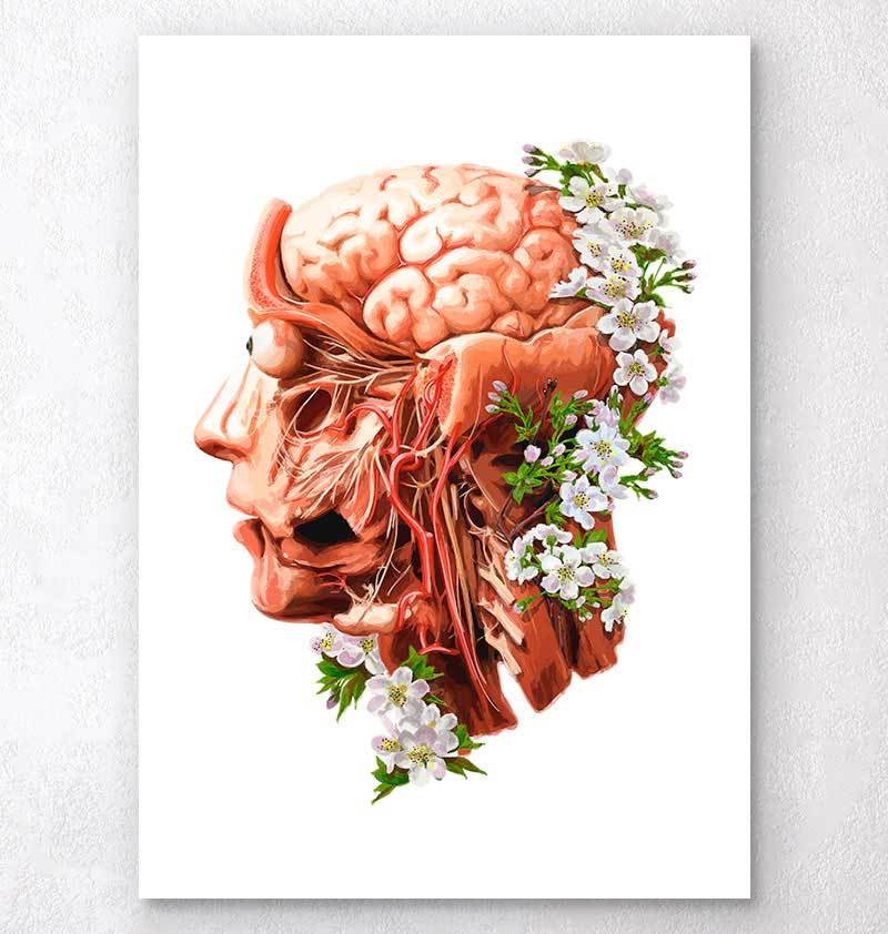 Head, Brain and Arteries anatomy - Floral - White