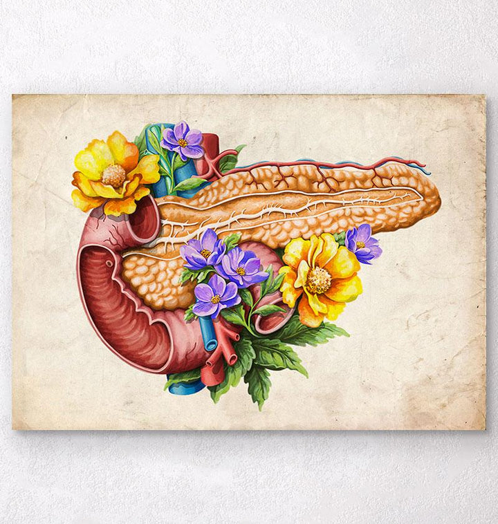 Pancreas anatomy illustration