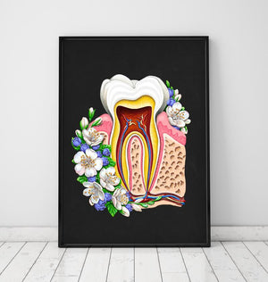 dental anatomy chart