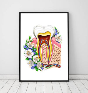 Dental anatomy poster