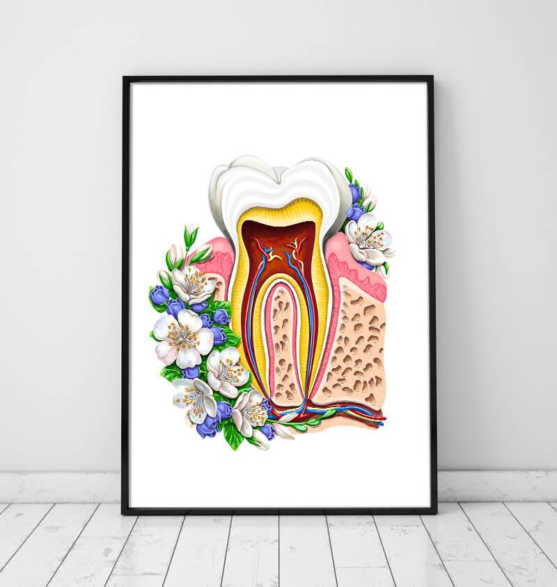 Dental anatomy poster