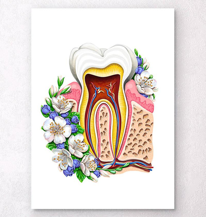 Tooth anatomy chart