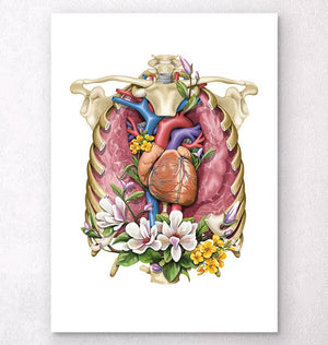 Lungs and heart anatomy