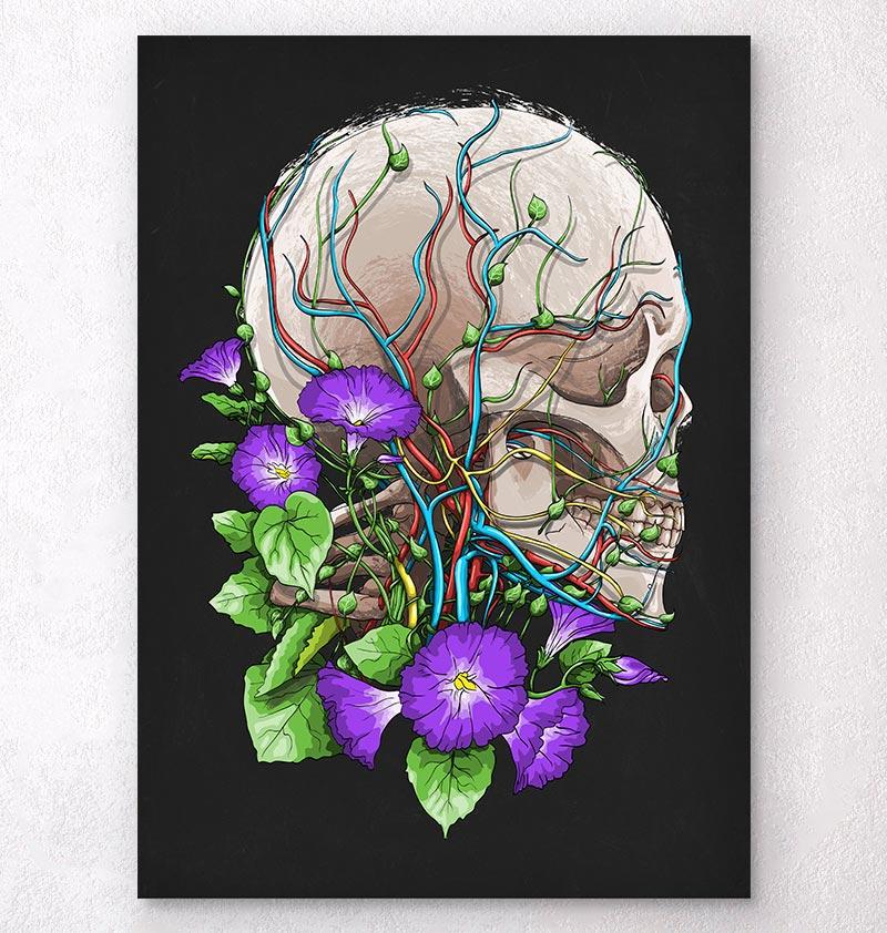 Skull anatomy art