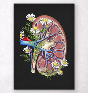 Dissected kidney anatomy