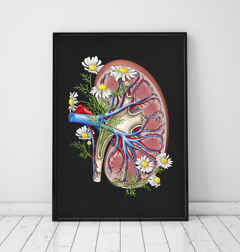 Floral kidney anatomy - Black - Codex Anatomicus