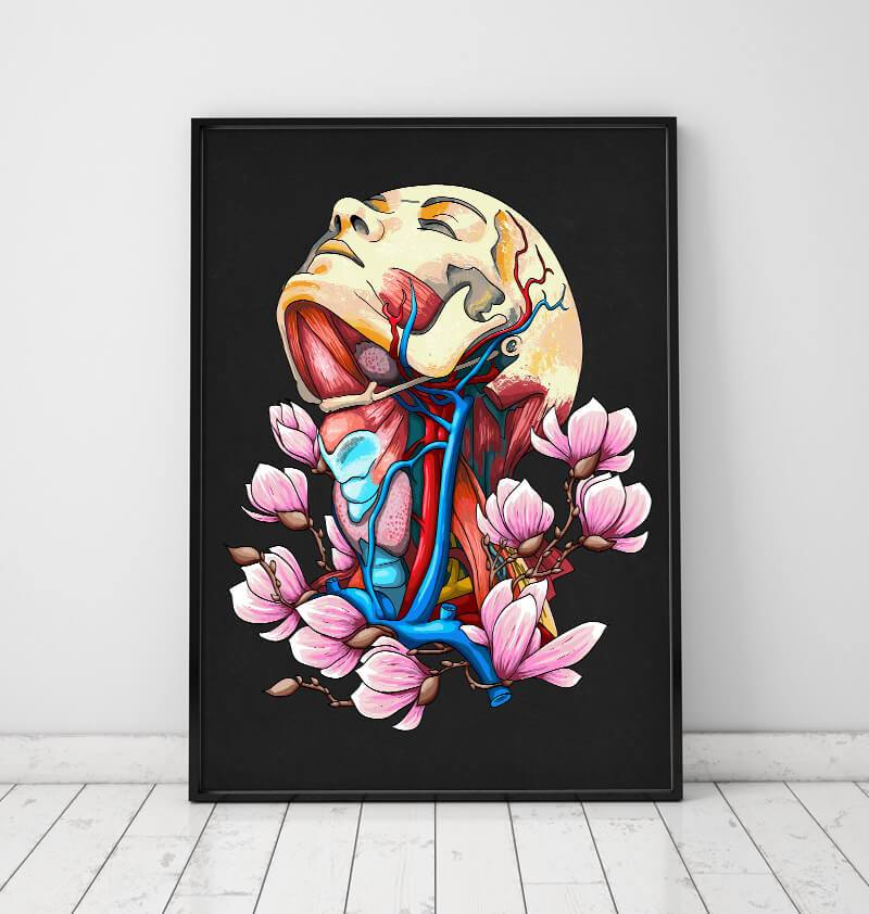Head, neck and arteries - Floral anatomy